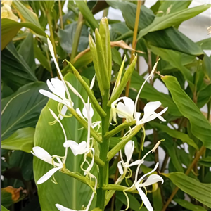 Hedychium Species Pab 10111